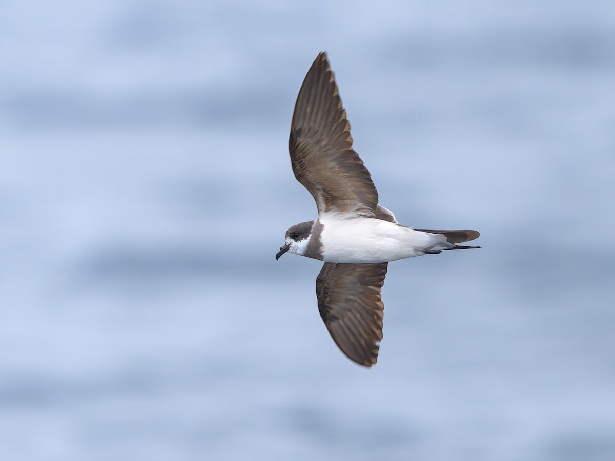 El estudio sobre paseriformes indicó que la teoría evolutiva de diversificación explosiva coincide con los datos observados en las aves./Archivo Difusión
