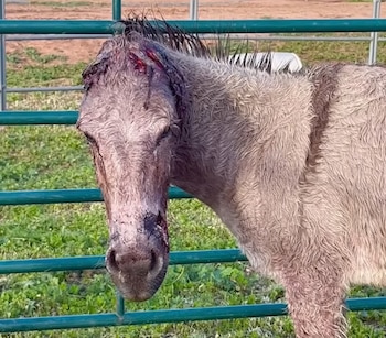 Al menos 10 burros han