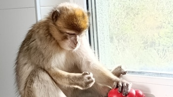 Rescatan una cría de macaco