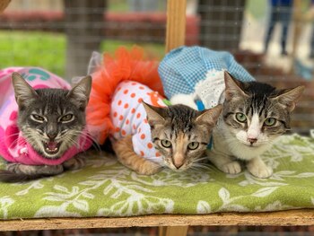 Gran feria en el Parque