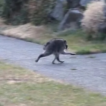 "Jimothy", el mapache deforme de Seattle que acumula millones de vistas en redes
