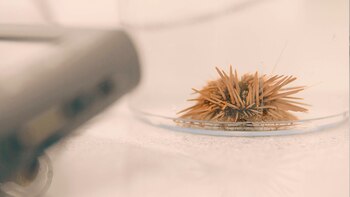 Para hacer el suplemento dietario,