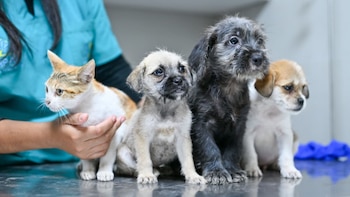 Cachorros rescatados de la venta ilegal de mascotas buscan una familia en Lima: requisitos para la adopción