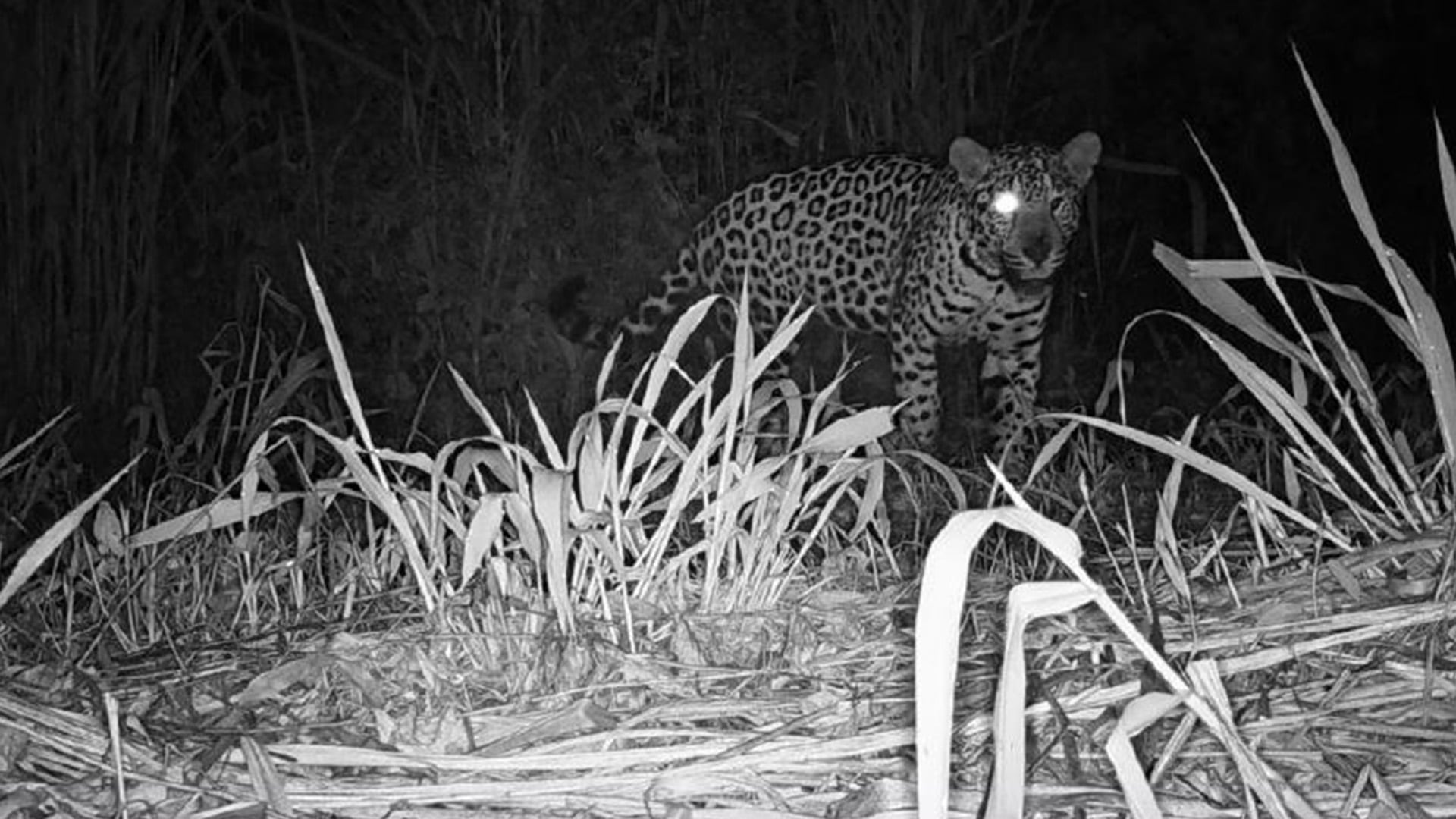 Febrero de 2025. Pará captada por una cámara trampa en la Reserva Natural de la Defensa Puerto Península. El animal había perdido el ojo izquierdo en 2023, un hecho que confirmaba el riesgo de caza furtiva en la zona (Foto/Red Yaguareté)