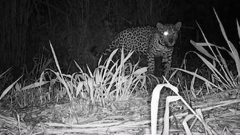 Dos crías de yaguareté desaparecidas en Misiones y las dudas sobre su madre: el “operativo inédito” que investiga la Justicia