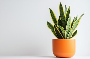 Planta lengua de suegra. (Adobe Stock)