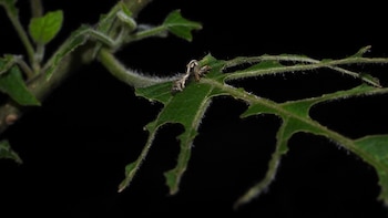 El hallazgo de la polilla