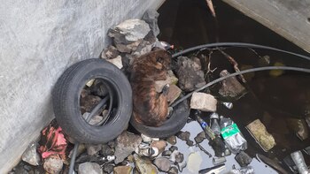 Un perro de talla mediana