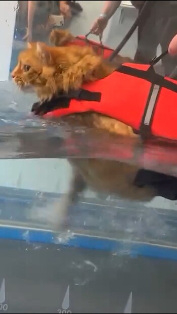 Las dietas y otras prácticas