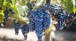 La vitivinicultura está “en rojo” desde hace casi una década