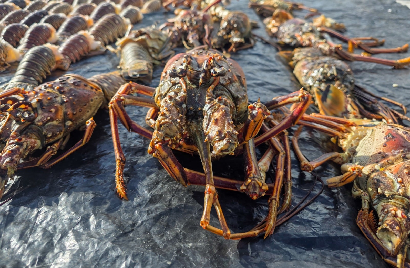 Pesca ilegal, Armada de Colombia, Coralina, Migración Colombia, San Andrés, Providencia, Conservación marina, Banco Quitasueño, Langosta, Reserva de Biósfera Seaflower