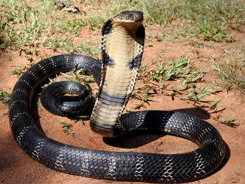 La cobra real Western Ghats es una serpiente impresionante no solo por su veneno, sino también por su gran tamaño y su imponente aspecto Crédito: Michael Allen Smith / Wikipedia