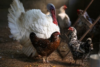 Los CDC recomiendan evitar el