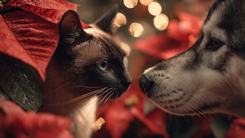 ¿La flor de Nochebuena es