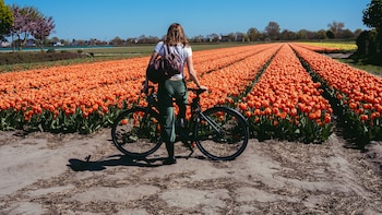 Perderse entre tulipanes: un viaje en bicicleta por los Países Bajos