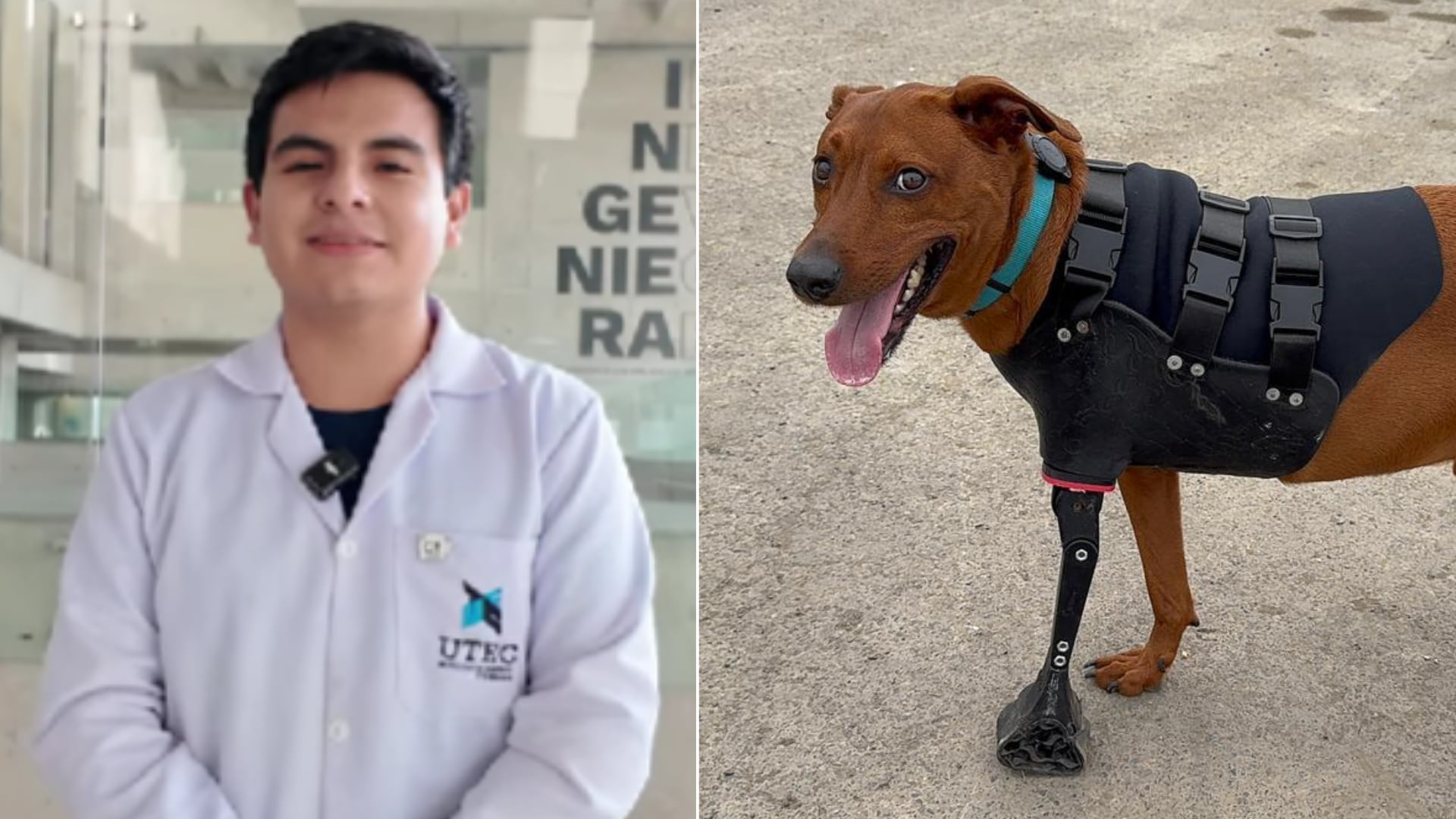 El talento de Beca 18 impulsa soluciones que mejoran la vida de mascotas y familias. Foto: Composción Infobae Perú