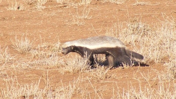 Tejón melero (Mellivora capensis)