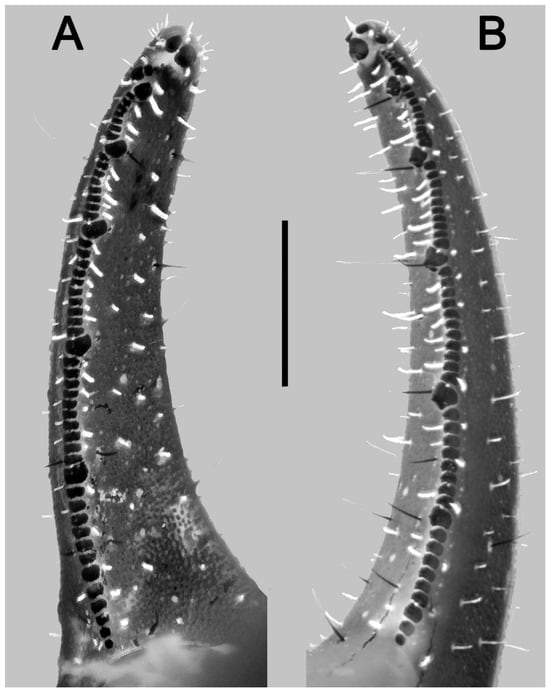 Los científicos analizan el veneno de estas especies para su eventual aplicación en la industria farmacéutica y en insecticidas (Gentileza, estudio: Dos nuevas especies de escorpiones (Scorpiones: Chactidae) del extremo norte de la Amazonia brasileña, publicado en Diversity)