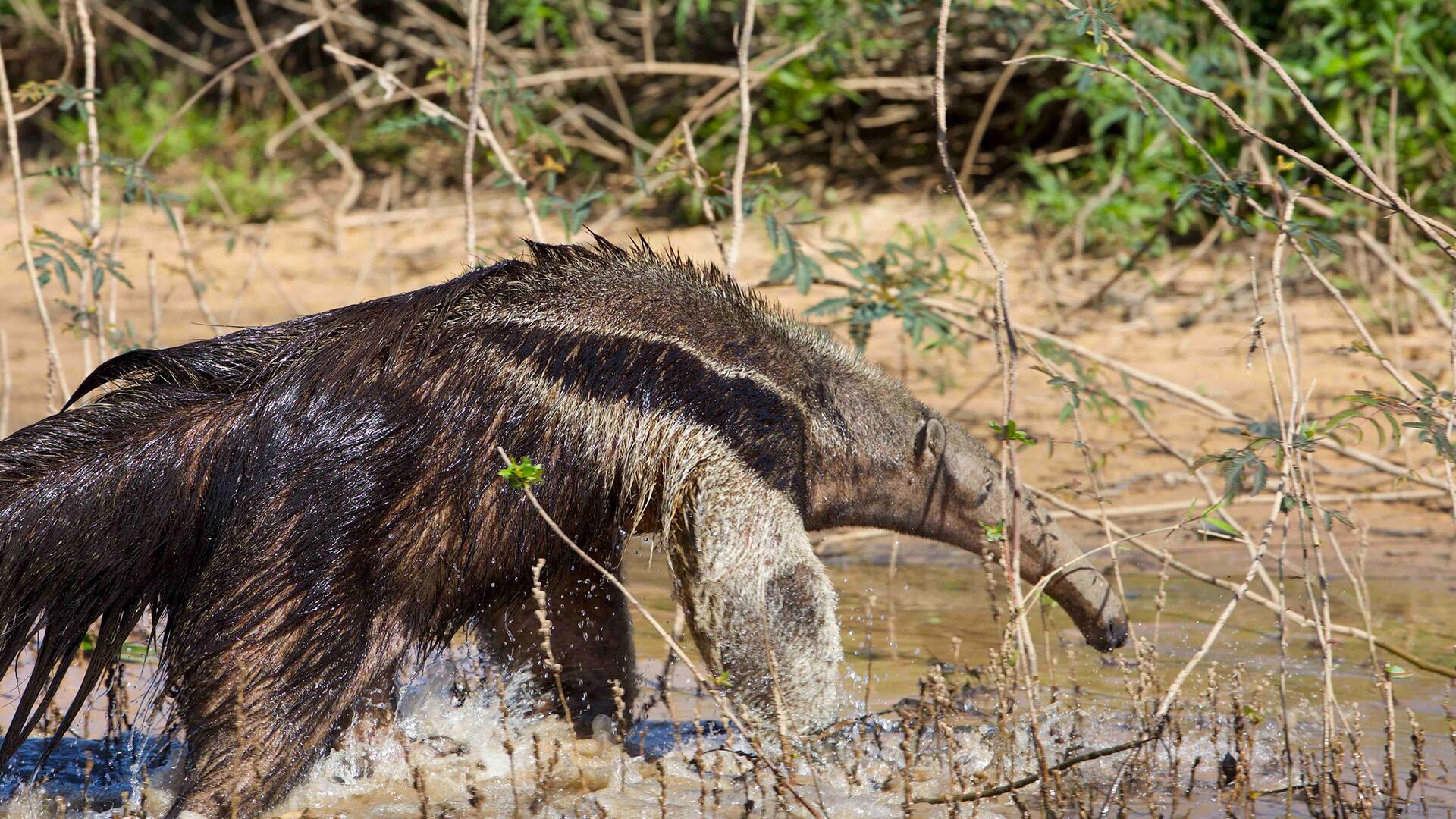 El estudio publicado en Journal of Ethology destaca la importancia de la cola en la vida diaria del oso hormiguero gigante./ArgentiNat FVSA