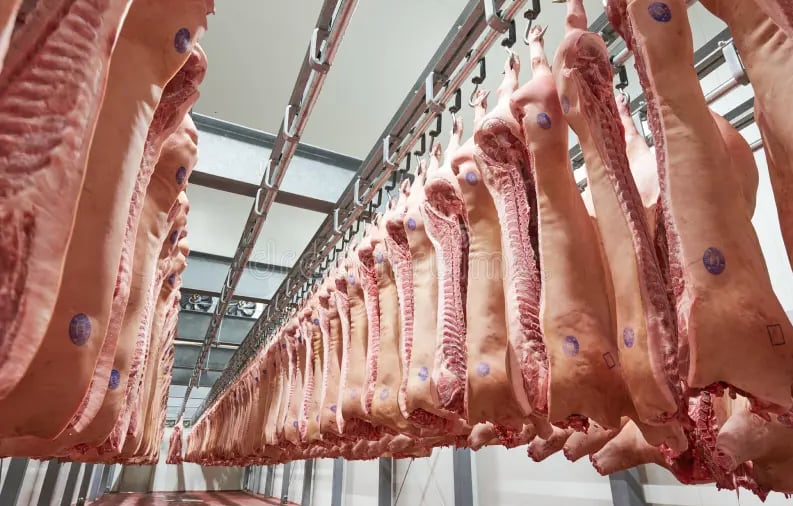 El cerdo dejó de ser una proteína de consumo ocasional para estar ya dentro de la dieta de los argentinos
(Revista Chacra)