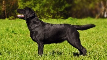 Su olfato es tan fino