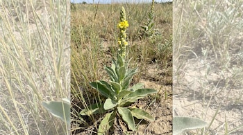 Imagen de una planta de gordolobo con tallo alto de flores amarillas y hojas grandes, peludas y verdes, en un campo de hierba seca bajo un cielo claro.