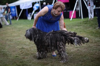 Son excelentes perros guardianes con