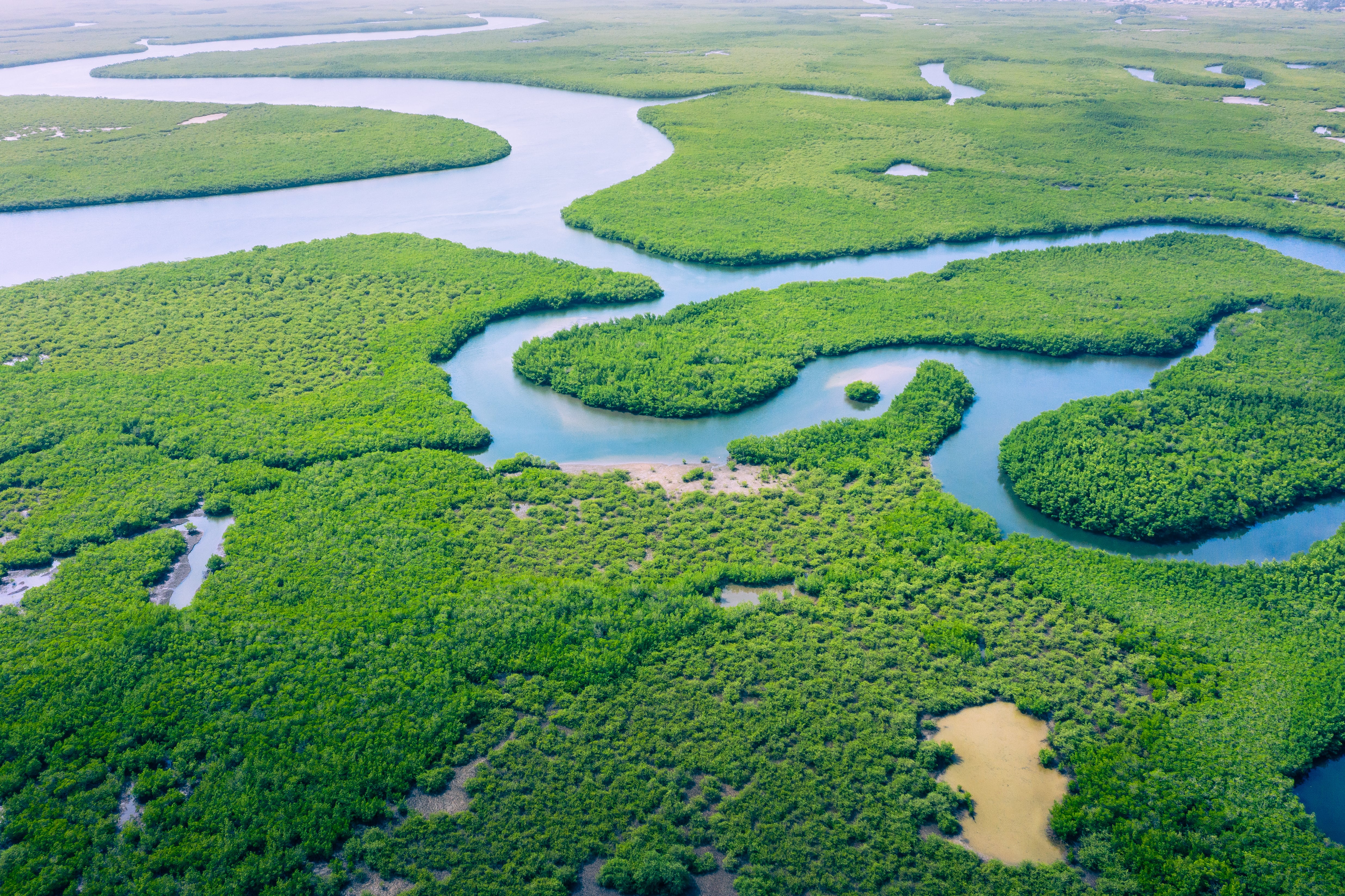 Selva Amazónica, Sudamérica (Adobe Stock)