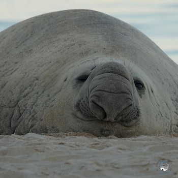 Éste año fue visto en