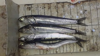 pesca - anchoveta Foto: Sindicato de Pescadores de Chimbote y Anexos