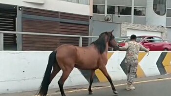 Accidente de carreta con caballos