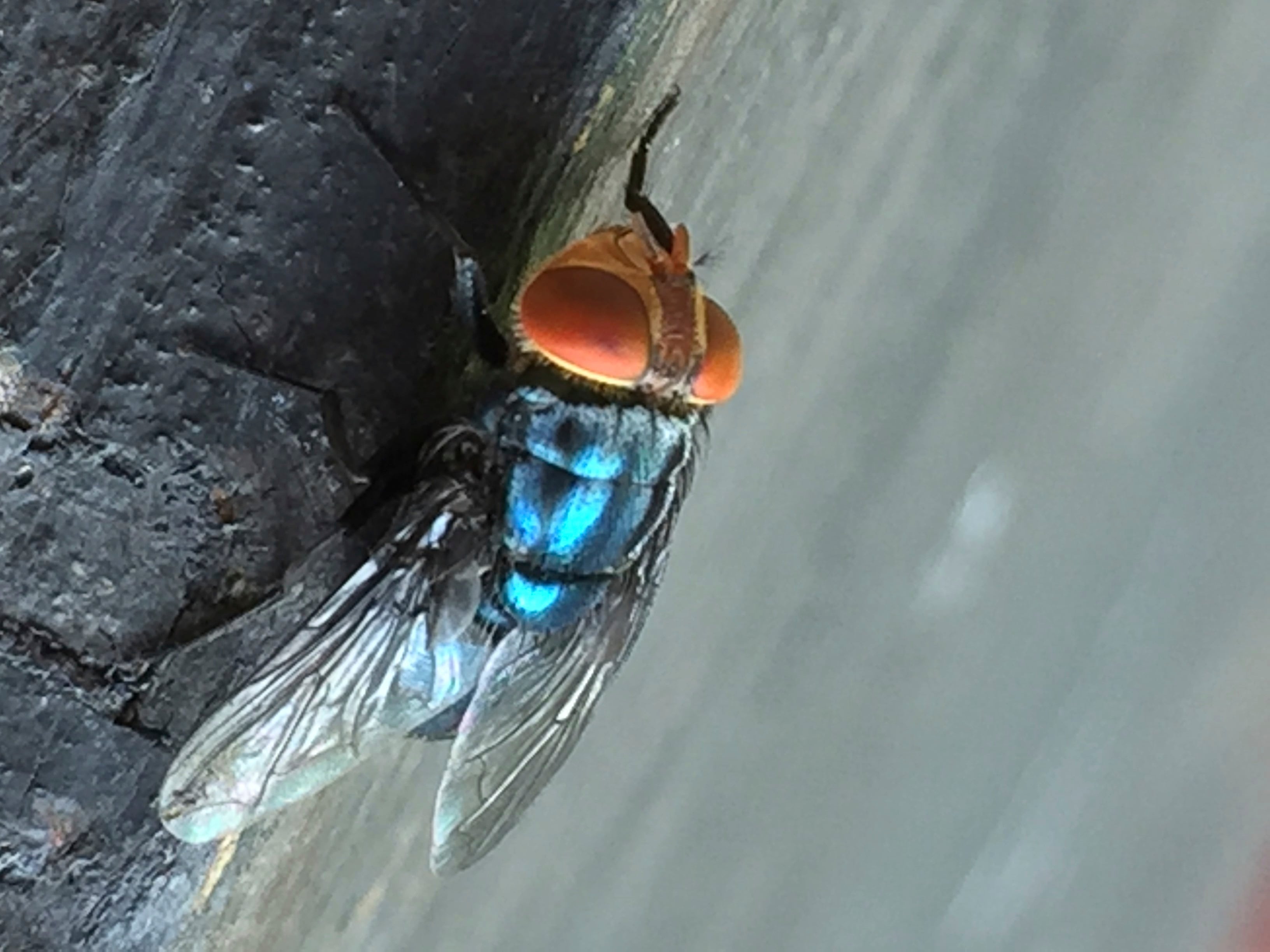 Una mosca adulta del gusano barrenador del Nuevo Mundo descansa en esta foto (Denise Bonilla/Departamento de Agricultura de EEUU/AP/ARCHIVO)