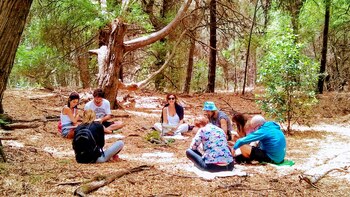 Los baños de bosque pueden