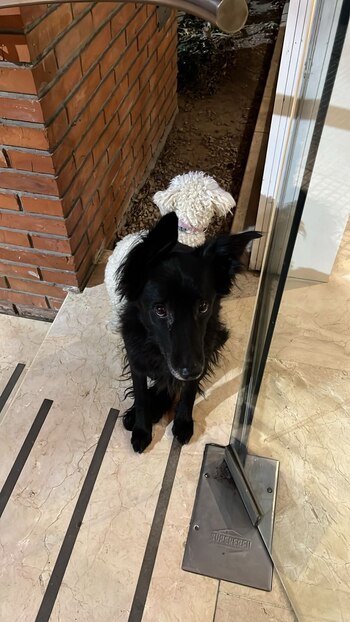 Finalmente fueron encontrados en un