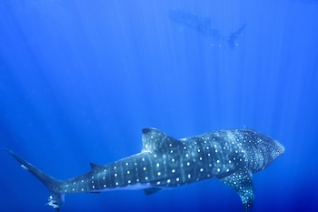 Una investigación vinculó los registros de crías de tiburón ballena con zonas mínimas de oxígeno que podrían ofrecer refugio y alimento (AP Foto/Flora Tomlinson-Pilley)
