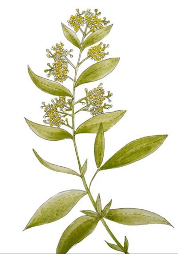 El tepozán es una planta