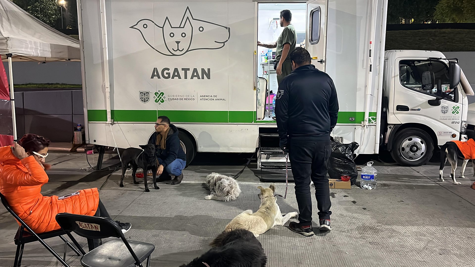 Voluntarios brindarán alimento, resguardo y atención a los lomitos guadalupanos. Crédito: Cortesía/ AGATAN