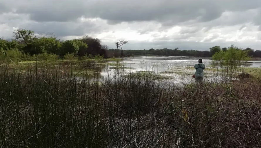La Guajira reúne diversos ecosistemas, entre ellos el bosque seco tropical - crédito Selva