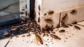 Cucarachas alemanas pequeñas con ootecas en la base de una pared de azulejos junto a migas de pan y excrementos.