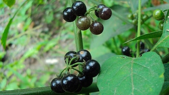 Hierba mora para el hígado