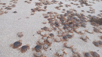 Miles de cangrejos patudos invaden las playas de las Islas Atlánticas, en Galicia: “Es un fenómeno natural que responde a varios factores”