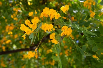 La flor amarilla de la
