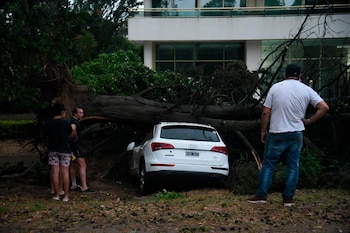 En Pinamar, varios árboles se