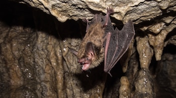 Un murciélago de pelaje marrón, orejas rosadas y alas oscuras cuelga boca abajo del techo rocoso de una cueva, mostrando la boca abierta con dientes.
