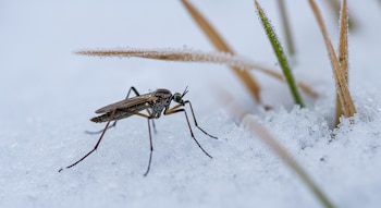 Primer plano de una mosca de la nieve gris de patas largas y alas translúcidas, caminando sobre nieve granular con briznas de hierba escarchadas.