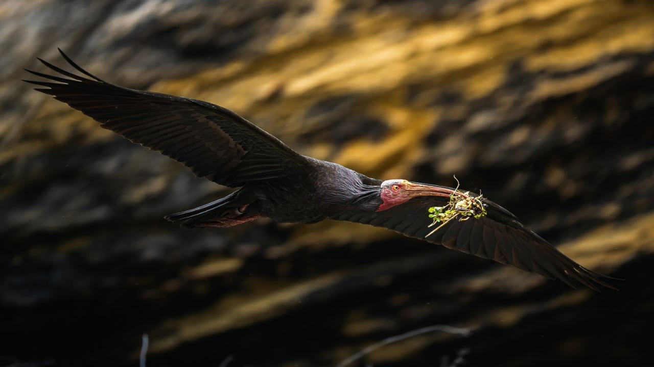 Ejemplar de ibis eremita fotografiado en España. (Karsten Ste/iNaturalist)