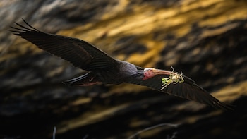 Italia autoriza la caza de una especie invasora africana y con ello pone en peligro el futuro del amenazado ibis eremita