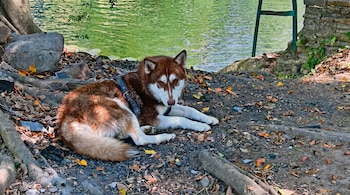 Un perro husky de pelaje marrón y blanco con arnés azul acostado en tierra con hojas secas y piedras. Detrás, un cuerpo de agua verde y un árbol.
