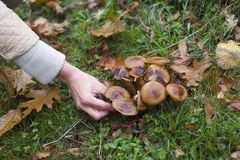 Una mujer recoge setas en el bosque (Magnific)