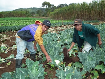 El plan articula políticas públicas e inversiones para fortalecer la producción nacional, mejorar la nutrición y generar oportunidades para las familias del sector agropecuario.